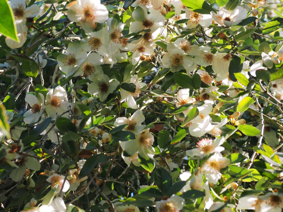 Eucryphia glutinosa
