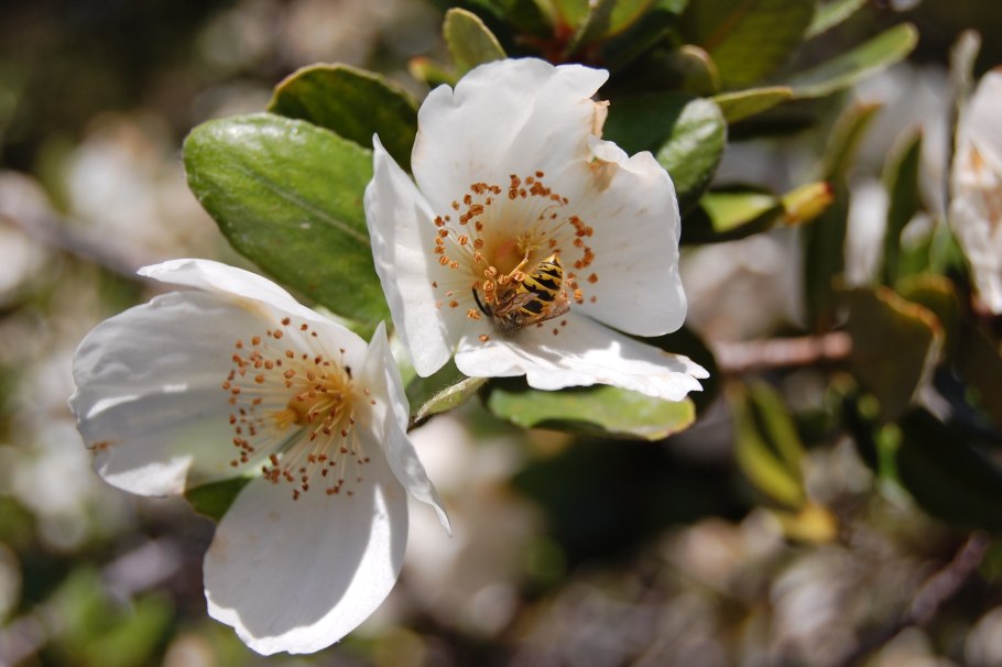 Eucryphia cordifolia