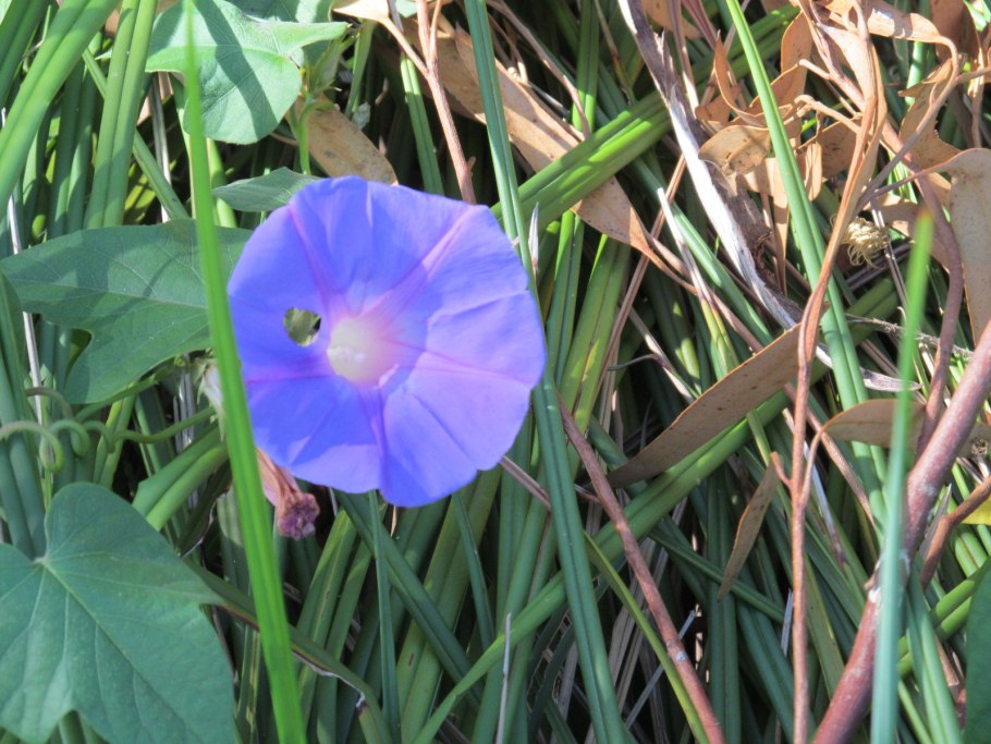 Ipomoea Aquatica