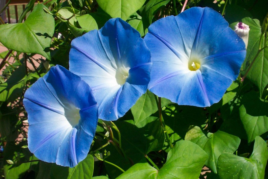Ипомея водяная (Ipomoea Aquatica