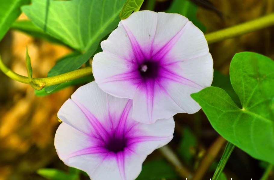 Ипомея Пикоти синяя