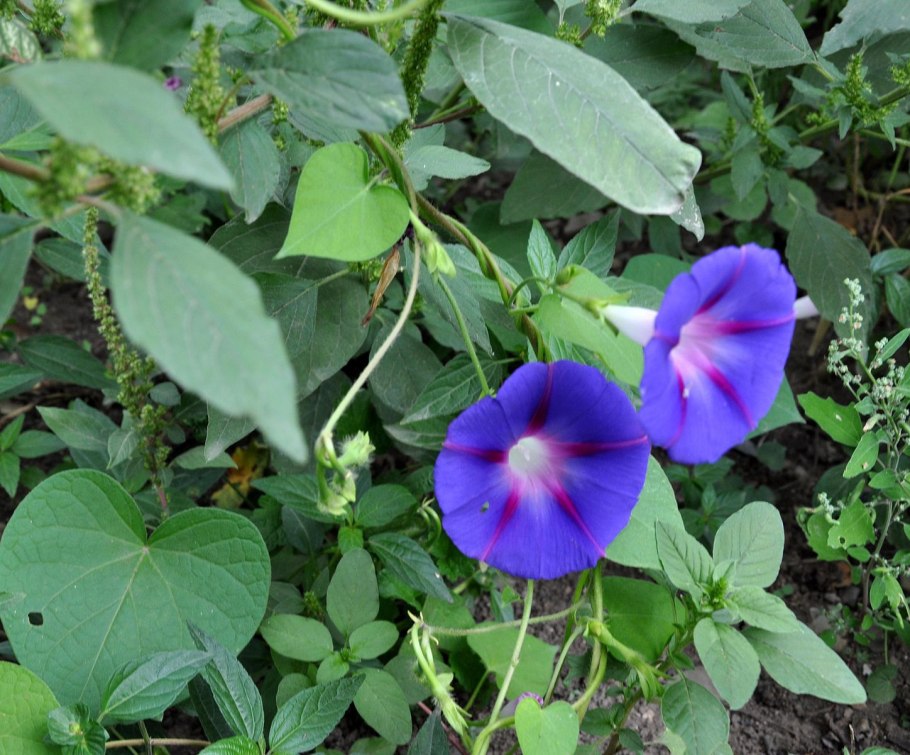 Ипомея Ipomoea Red Round leave