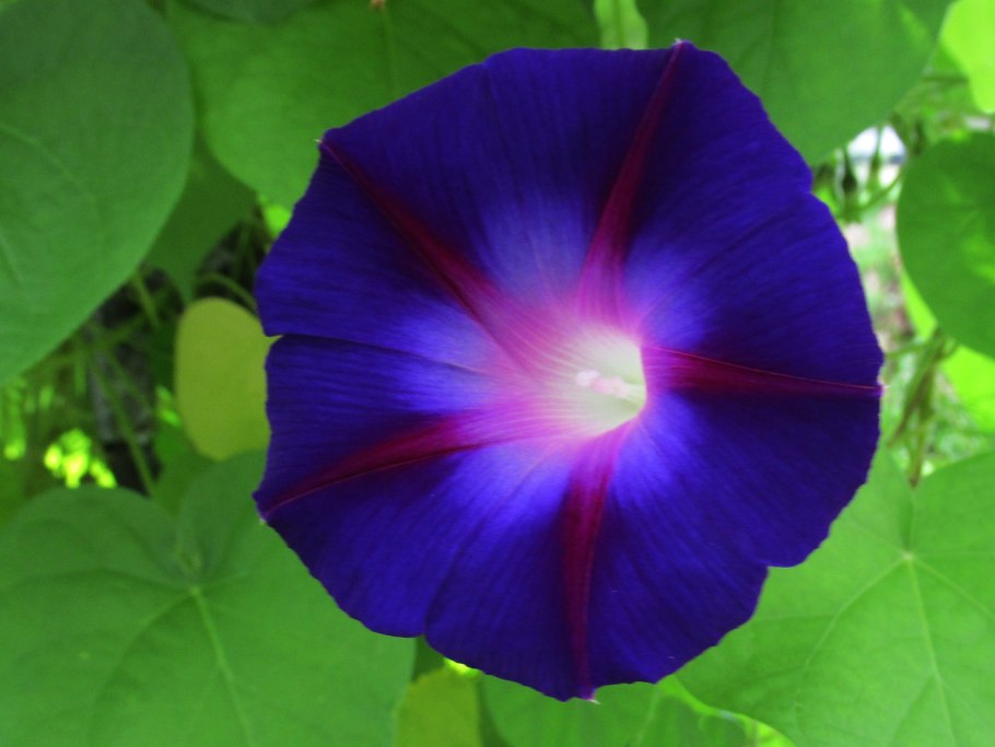 Ипомея болусиана