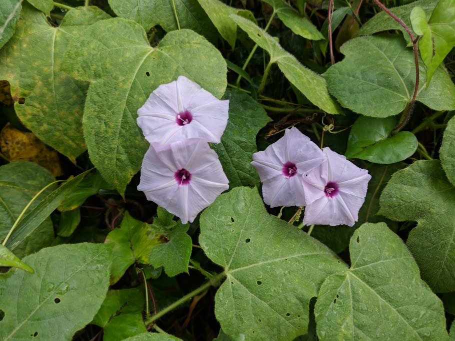 Ипомея Монинг Глори