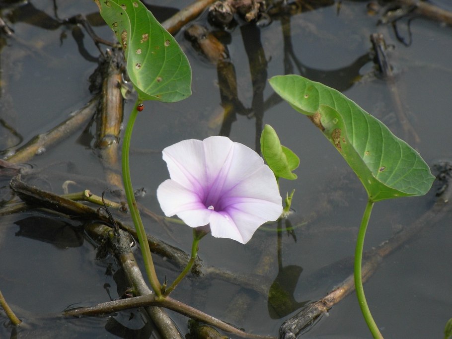 Ипомея водяной шпинат
