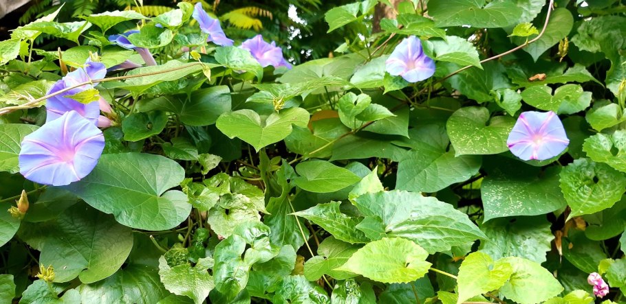 Ипомея ампельная плющевидная
