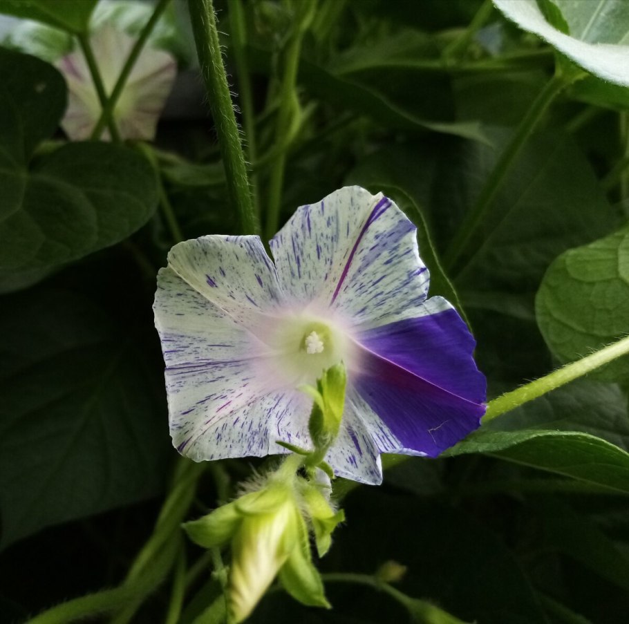 Ипомея Индика