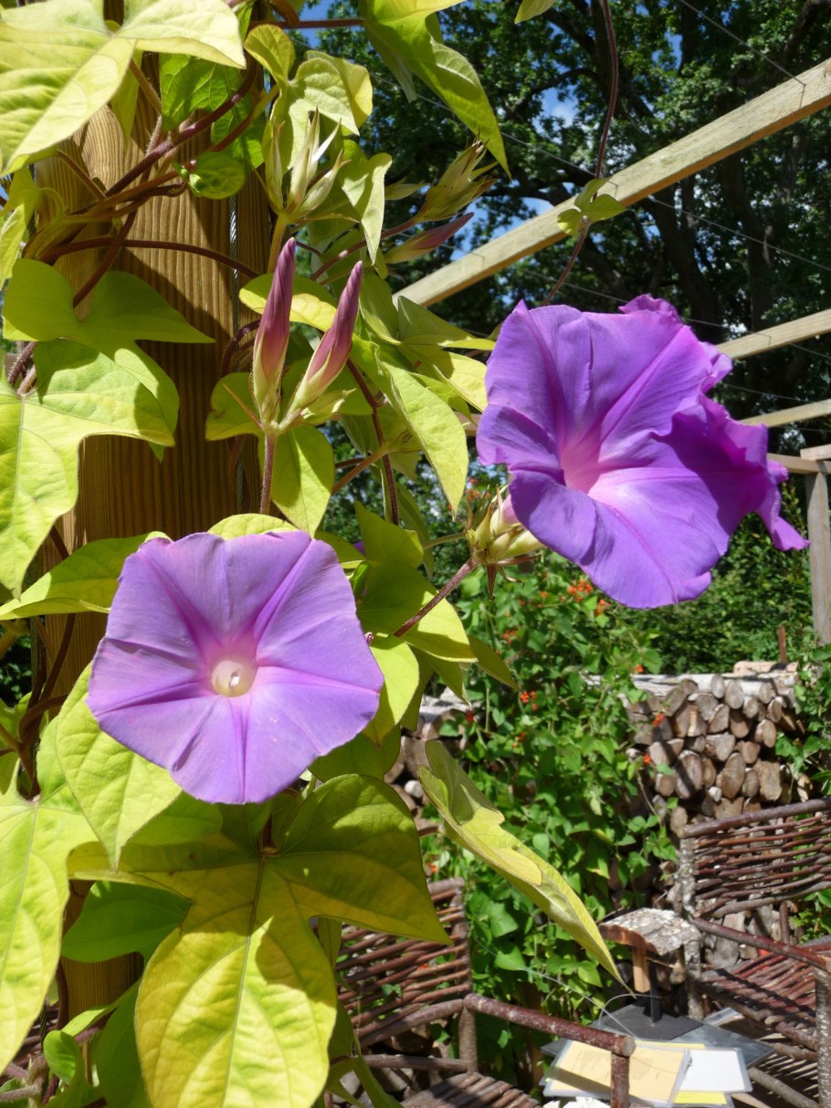 Ипомея малиновый каприз