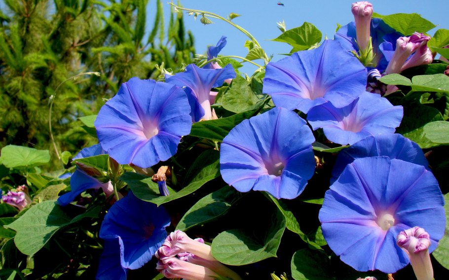 Ipomoea Tricolor Heavenly Blue