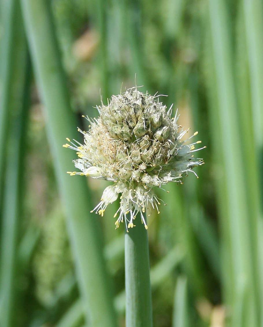 Allium altaicum Pall.