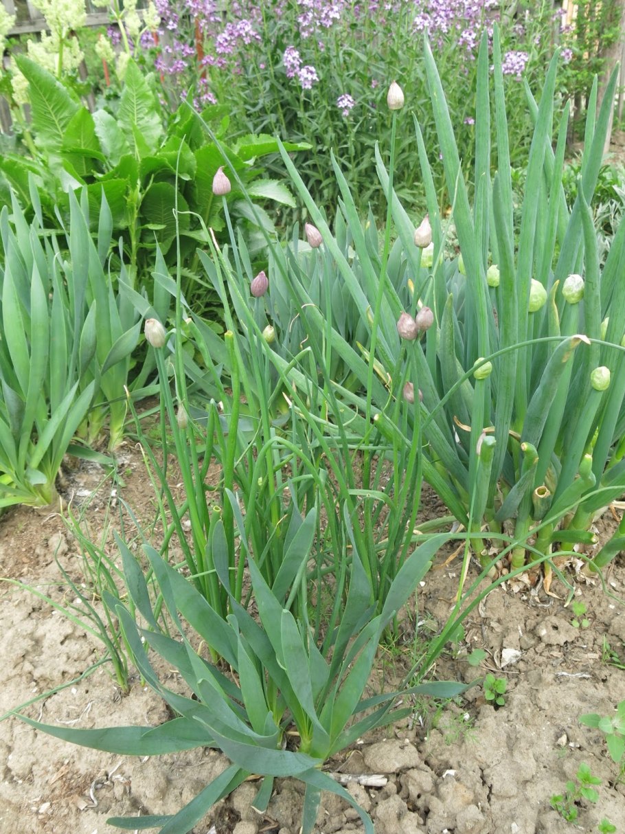 Лук Алтайский Альвес