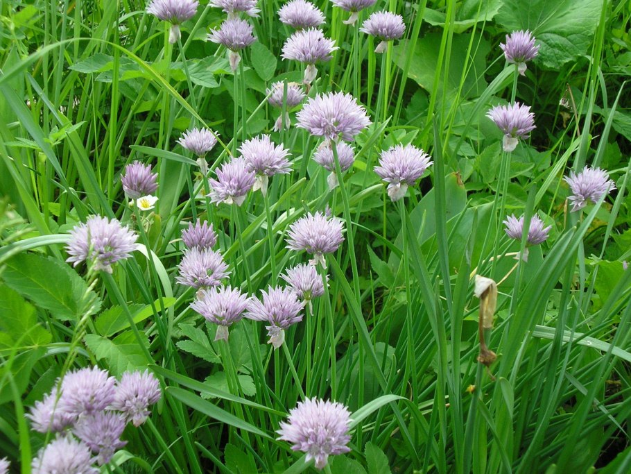 Многолетний лук Алтайский шнитт