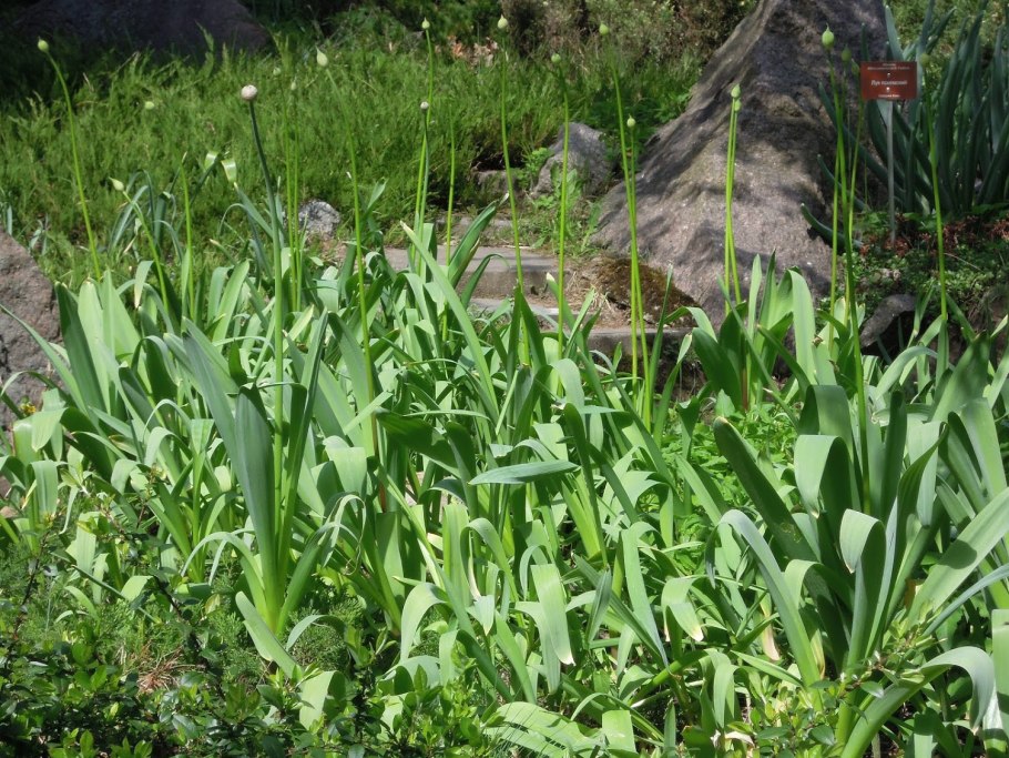 Лук слизун батун широколистный