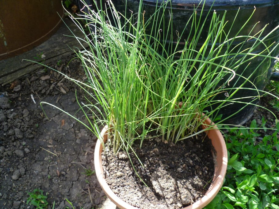 Лук-слизун витаминная Поляна