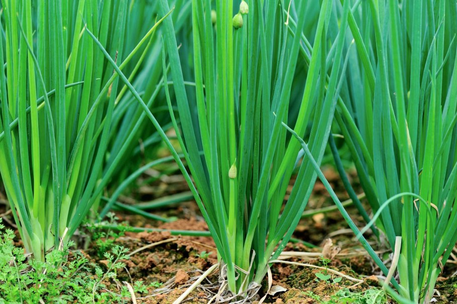 Лук косой Allium obliquum