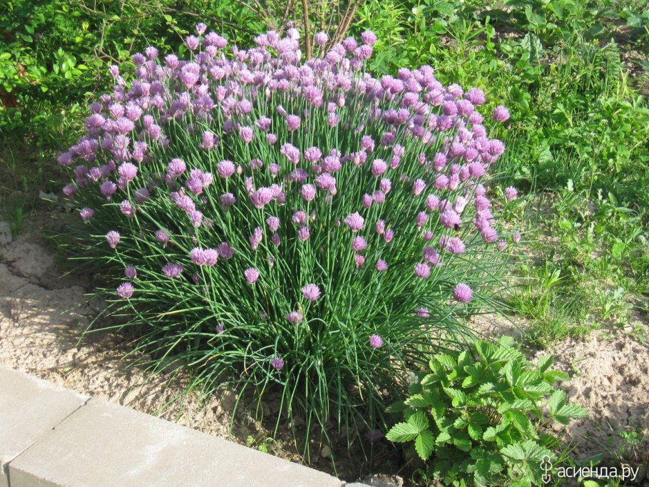 Лук репчатый в древности