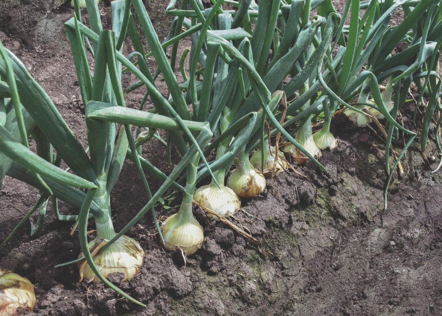 Allium ledebourianum