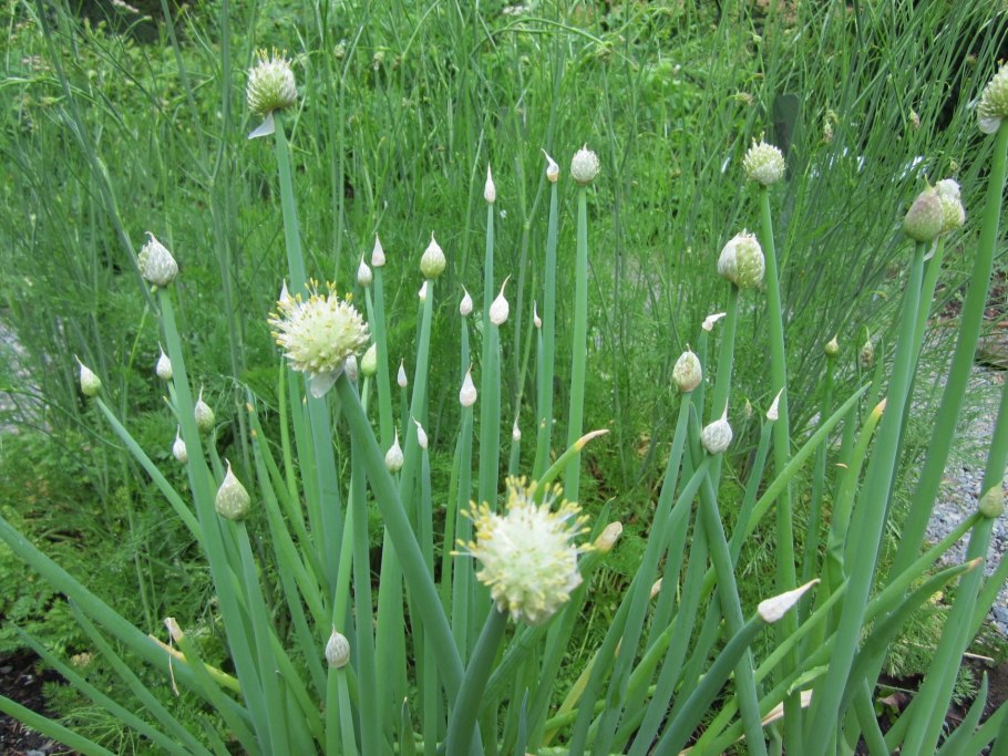 Горный Алтайский лук