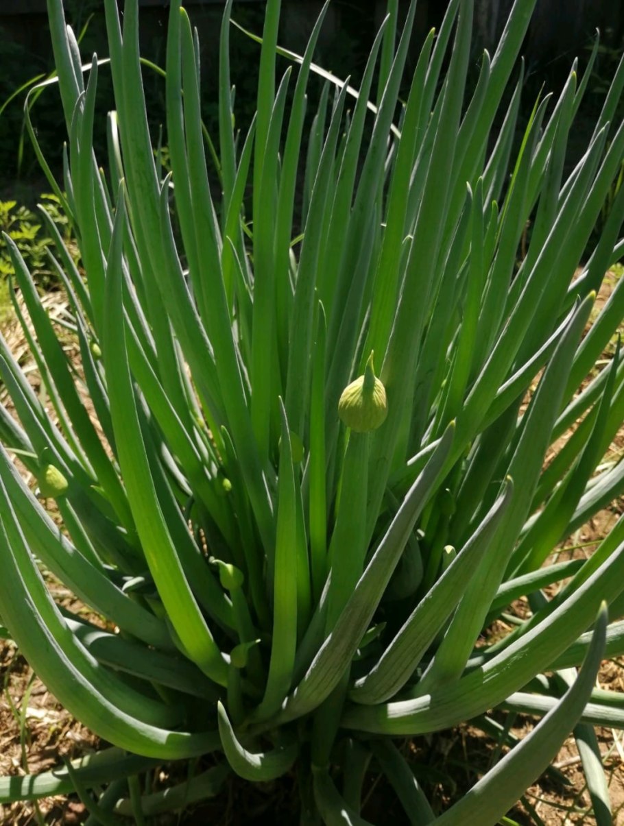 Allium platyspathum subsp. Amblyophyllum