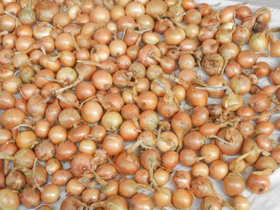 Касатик Потанина Алтай редкие