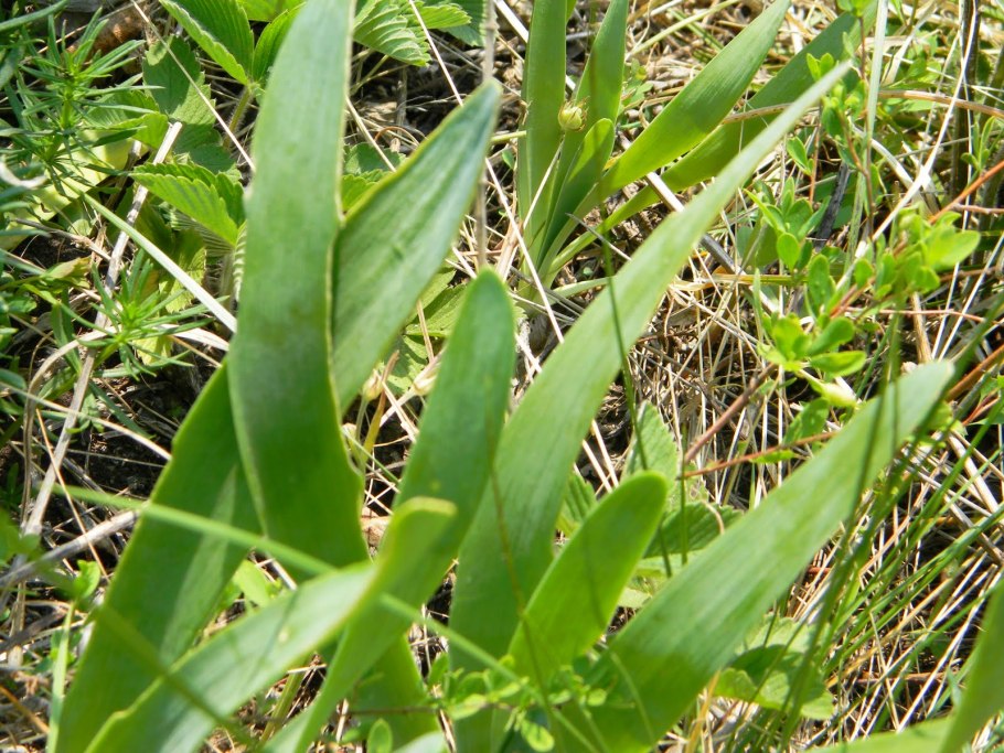 Лук порей в Подмосковье