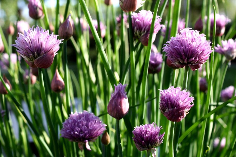 Allium altaicum Pall.
