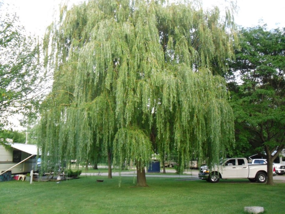 Ива белая плакучая Salix Alba 'pendula'