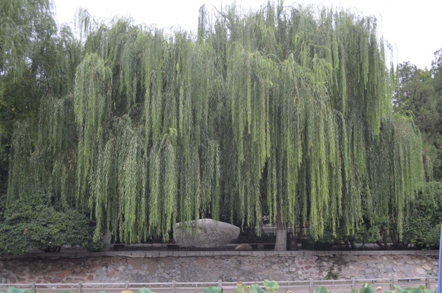 Ива белая Аргентеа