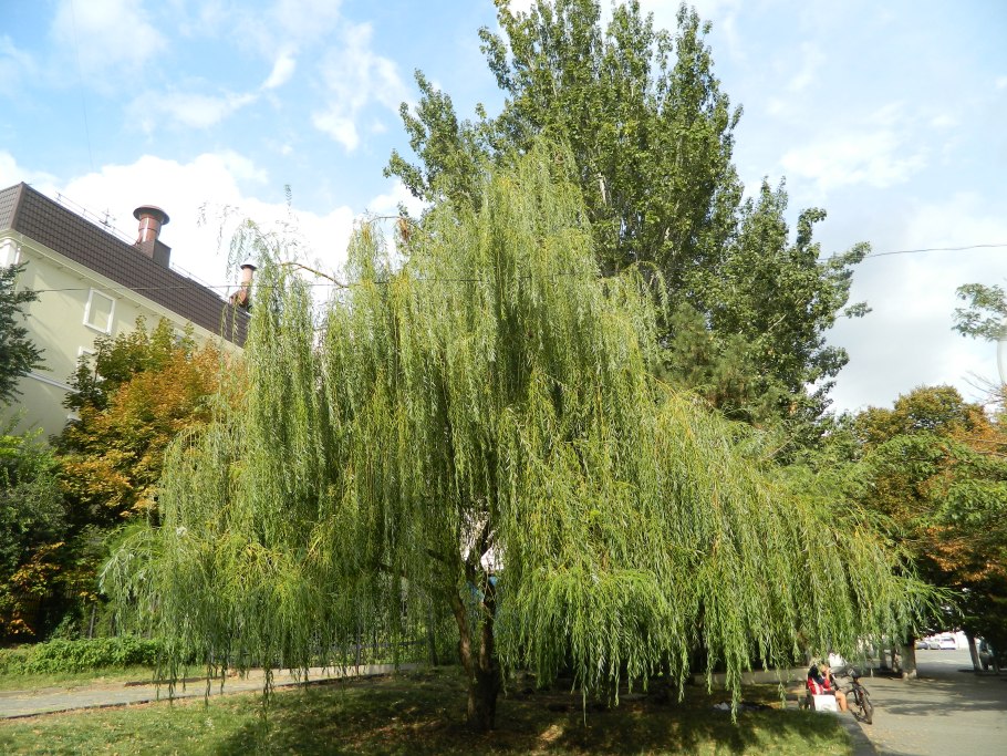 Ива белая плакучая Salix Alba 'pendula'