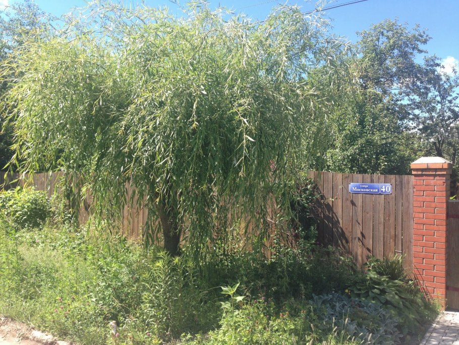 Груша иволистная (Pyrus salicifolia 'pendula')