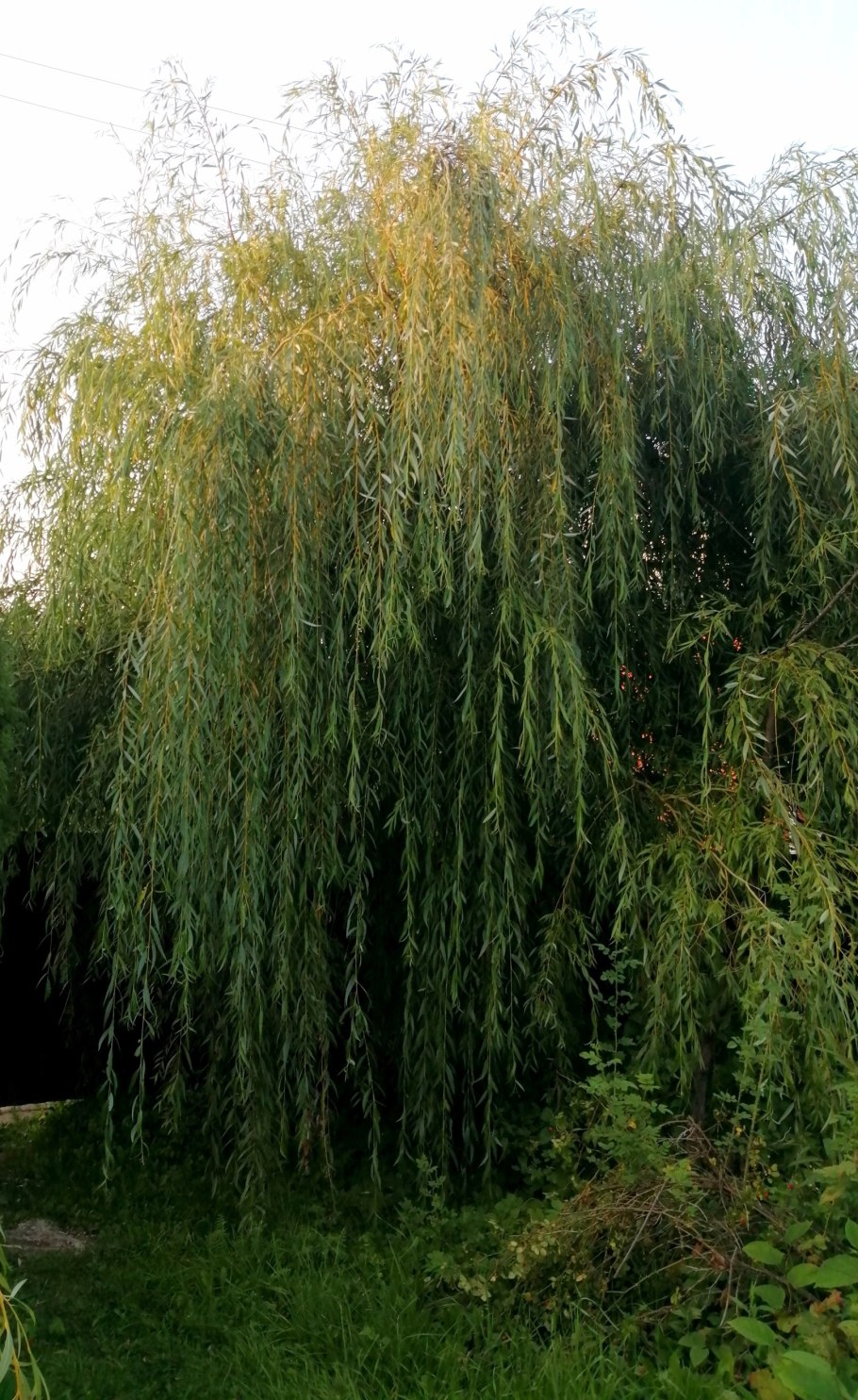 Ива белая, серебристая, ветла (Salix Alba)