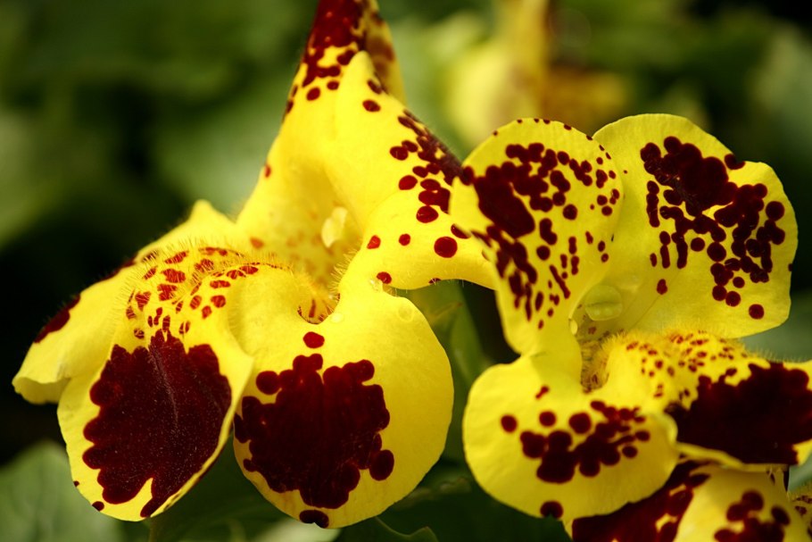 Мимулюс Максимус Еллоу