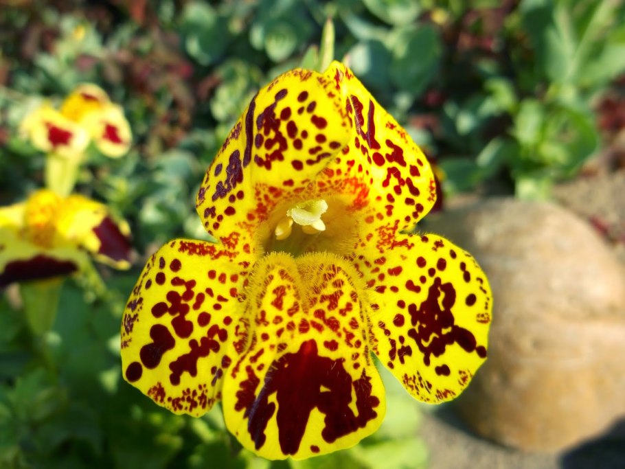 Мимулюс губастик Гранд