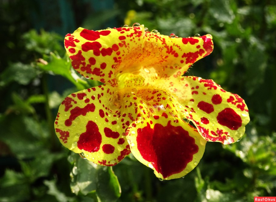 Цветок мимулюс тигровый