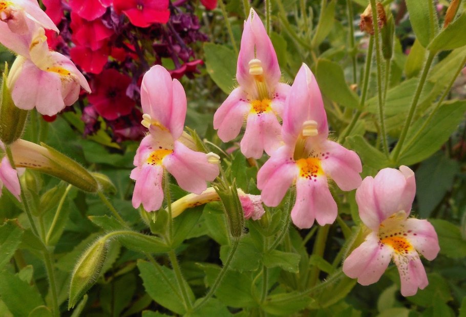 Мимулюс губастик