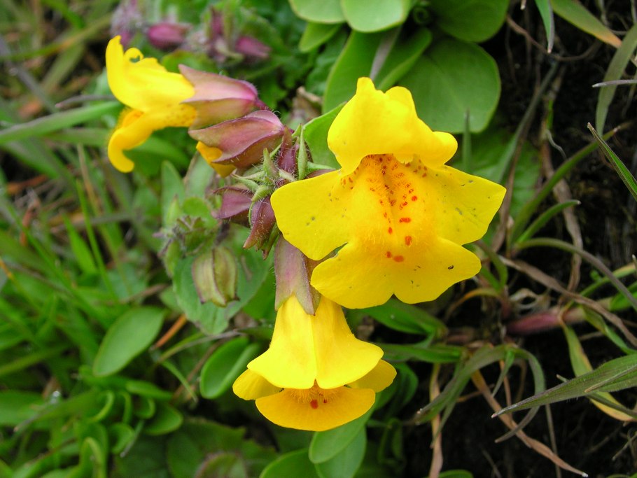 Мимулюс губастик