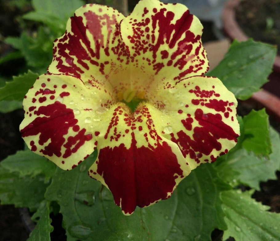 Мимулюс первоцветовидный