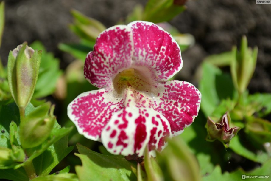 Мимулюс всходы