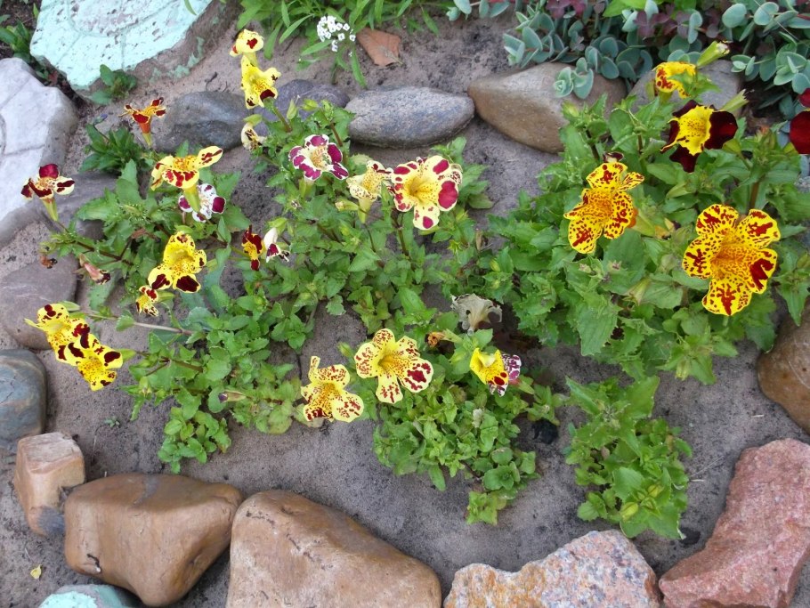 Мимулюс Максимус желтый