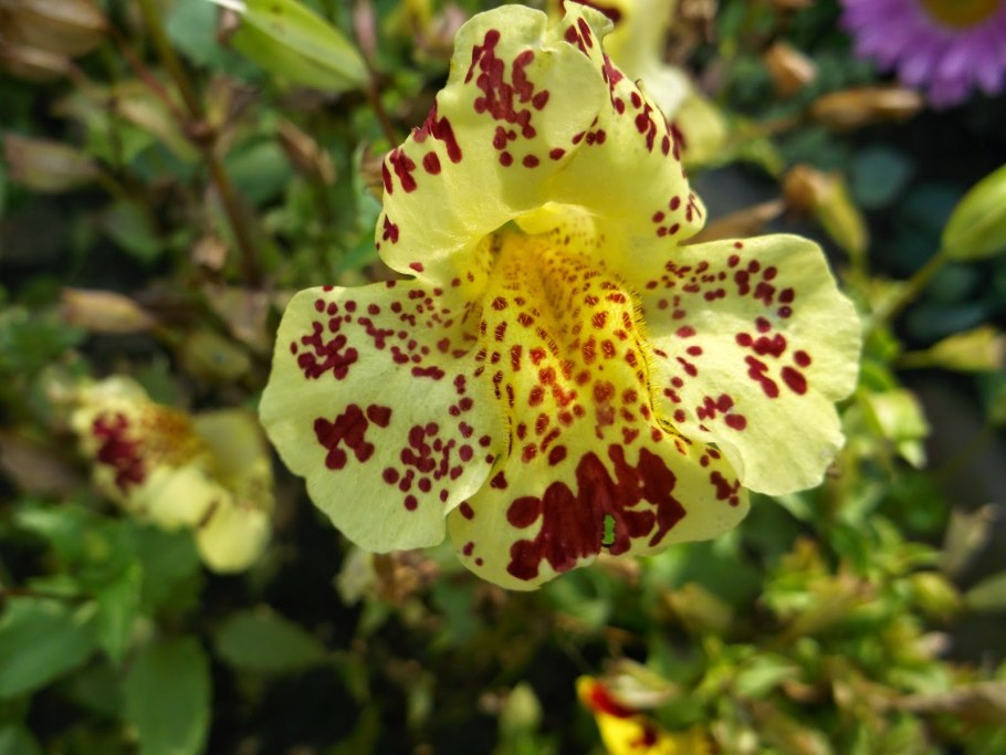 Губастик водоём