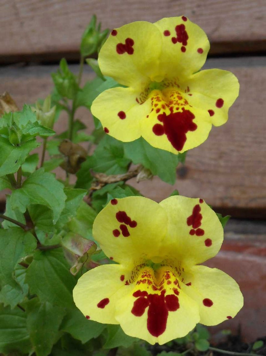 Мимулюс Арлекин