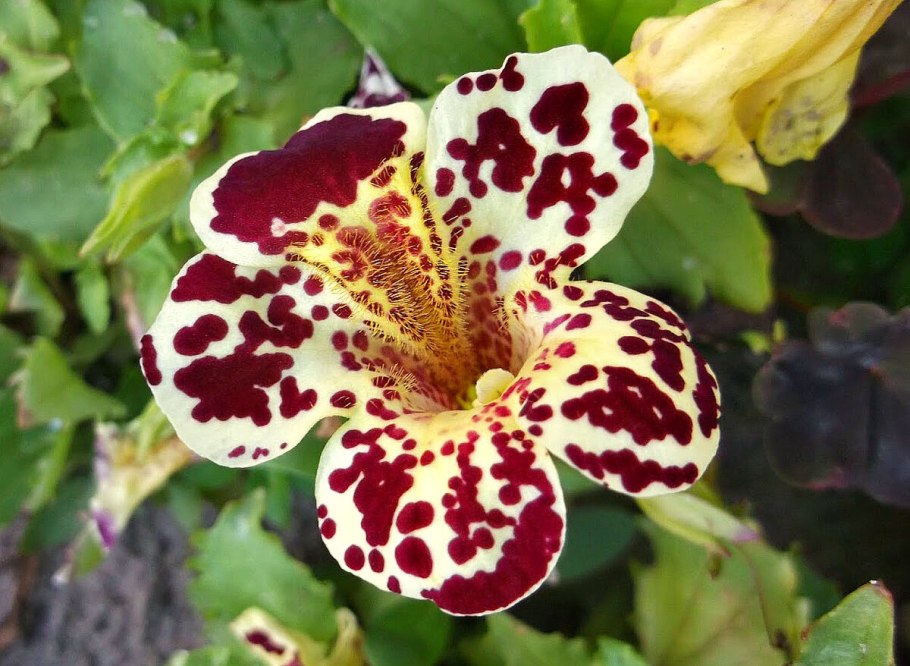 Губастик цветок многолетний