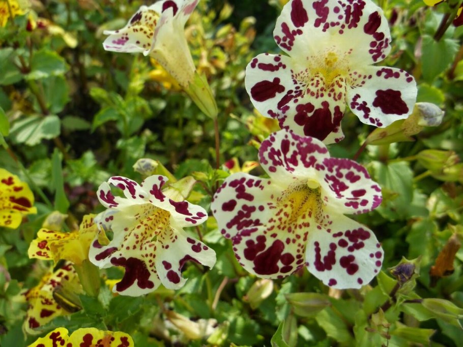 Цветок мимулюс Максимус