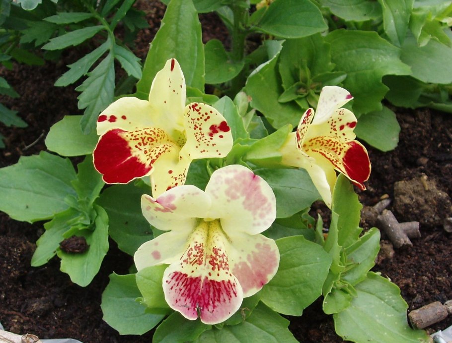 Мимулюс губастик Гранд