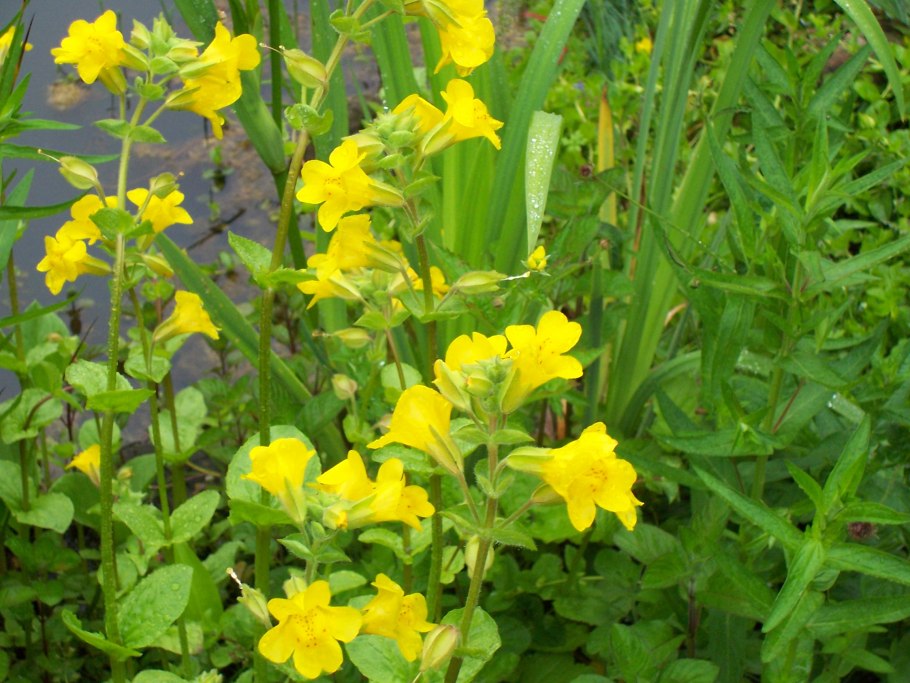 Мимулюс тигринус грандифлора