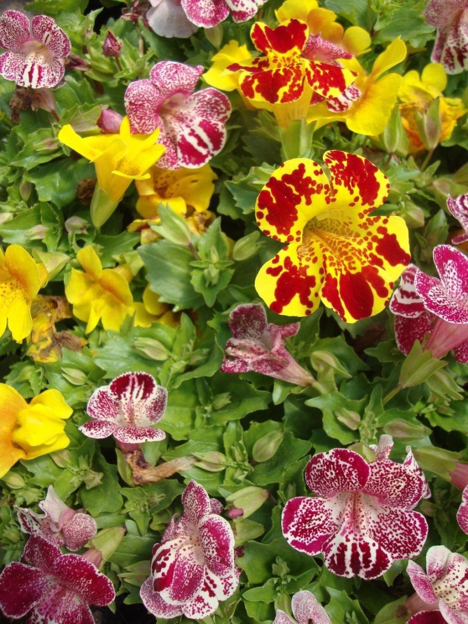 Мимулюс гибридный