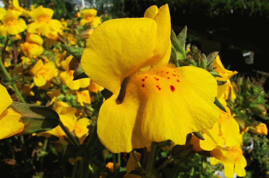 Мимулюс губастик