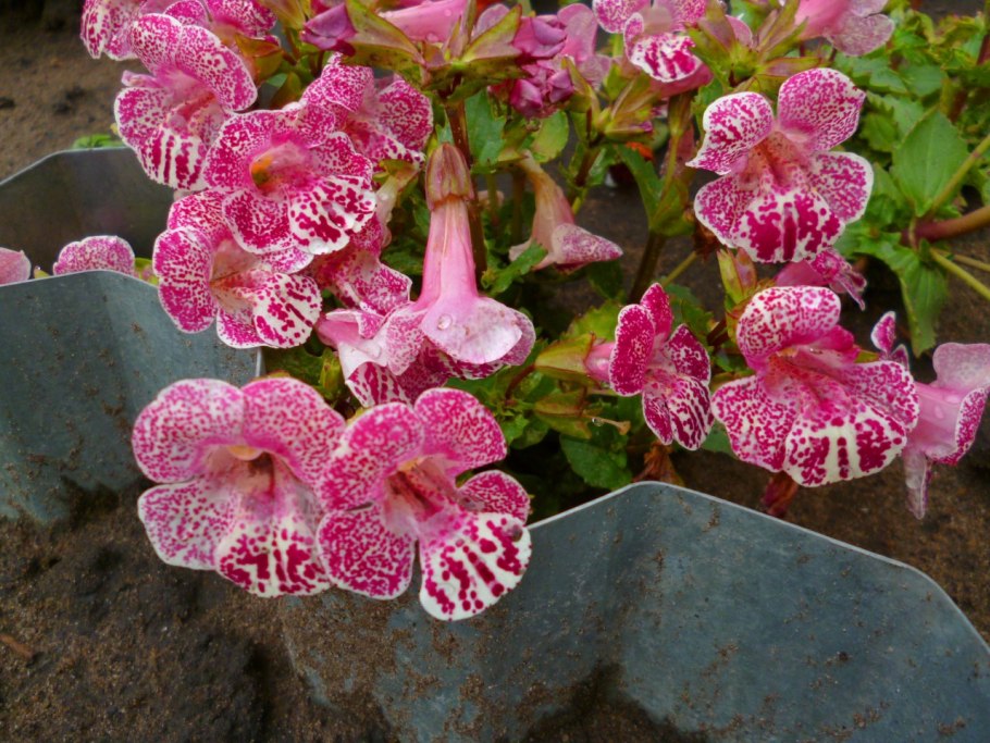 Цветок мимулюс Максимус