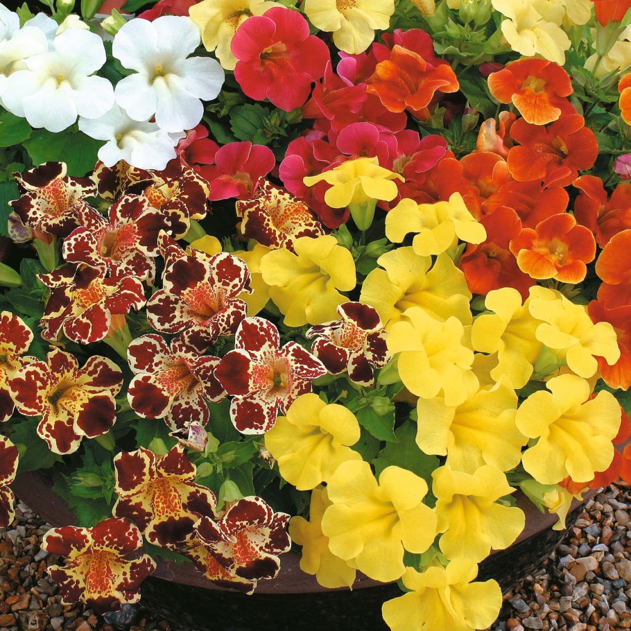 Мимулюс тигровый