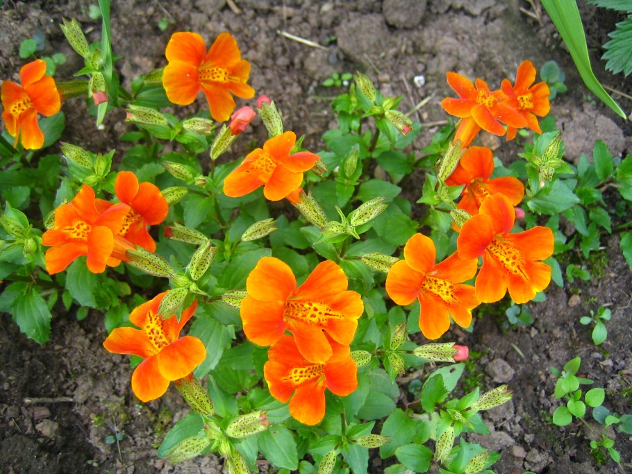 Мимулюс губастик